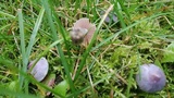 Inocybe lilacina image