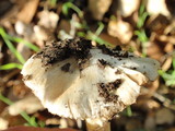 Inocybe sororia image