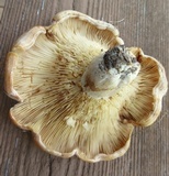 Lactarius psammicola image