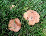 Lactarius psammicola image