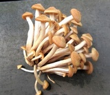 Desarmillaria tabescens image
