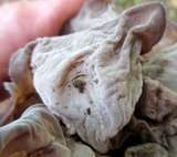 Auricularia angiospermarum image