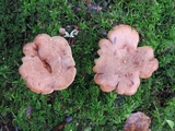 Lactarius vinaceorufescens image