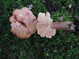 Lactarius vinaceorufescens image
