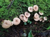Lactarius griseus image