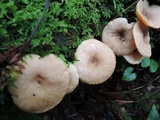 Lactarius griseus image