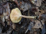 Lactarius griseus image