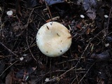 Lactarius deceptivus image