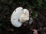 Lactarius deceptivus image