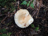 Lactarius deceptivus image