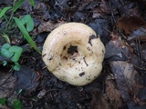 Lactarius psammicola image