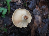 Lactarius psammicola image