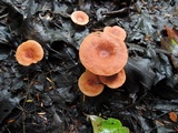 Lactarius tabidus image