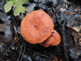 Lactarius tabidus image