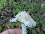 Hebeloma crustuliniforme image