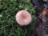 Lactarius mucidus var. fuscogriseus image