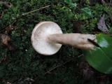 Lactarius mucidus image