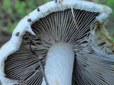 Hebeloma crustuliniforme image