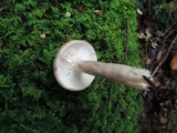 Lactarius mucidus var. fuscogriseus image