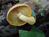 Gymnopilus luteus image