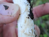 Hebeloma crustuliniforme image