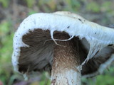 Hebeloma crustuliniforme image