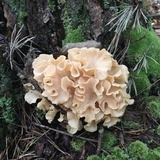 Sparassis americana image