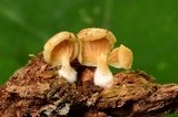 Crepidotus stipitatus image
