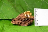 Crepidotus stipitatus image