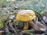 Boletus luridellus image