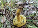 Boletus luridellus image