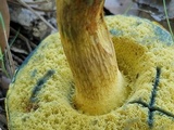 Boletus luridellus image
