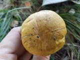 Boletus luridellus image