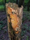 Ceriporia spissa image