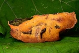 Ceriporia spissa image