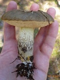 Retiboletus fuscus image