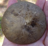Retiboletus fuscus image