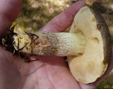 Retiboletus fuscus image