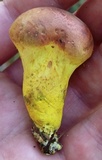 Pulveroboletus ravenelii image