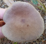 Lactarius hibbardiae image