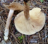 Lactarius hibbardiae image