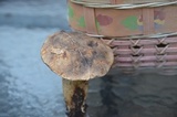 Retiboletus griseus image