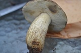 Retiboletus griseus image