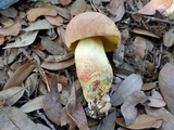 Pulchroboletus rubricitrinus image