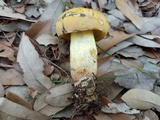 Boletus luridellus image