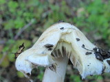 Hebeloma crustuliniforme image