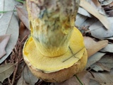 Boletus luridellus image