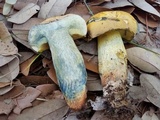 Boletus luridellus image