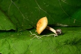 Stropharia hardii image