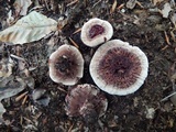 Hydnellum peckii image